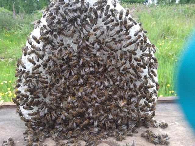 A bee cluster